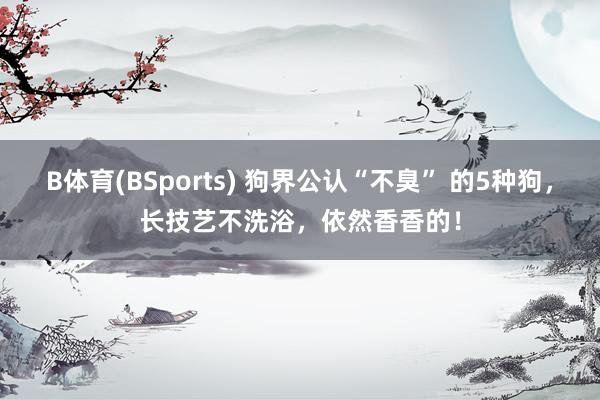 B体育(BSports) 狗界公认“不臭” 的5种狗，长技艺不洗浴，依然香香的！